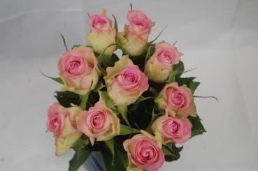 Vollsortiment - Rose - ROSA